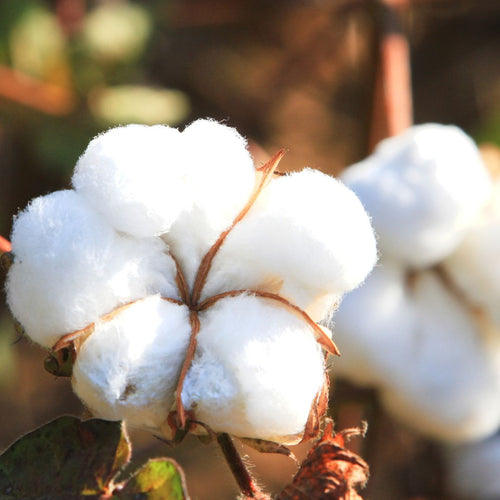 Descubra-os-Diferentes-Tipos-de-Algodão Colipo